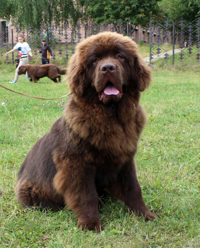 Фото: ньюфаундленд Braunblad MSK Nyetti Myey (Браунблад МСК Нэтти Мэй)