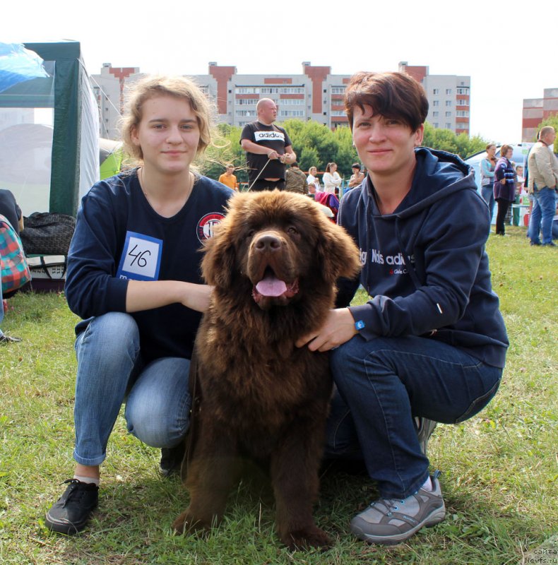 Фото: ньюфаундленд Braunblad MSK Nyetti Myey (Браунблад МСК Нэтти Мэй)