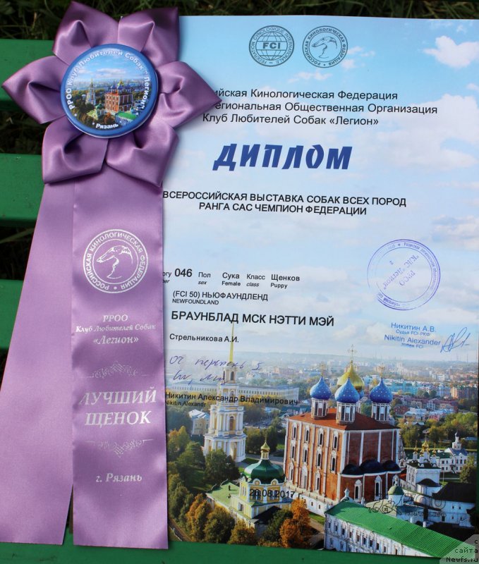 Фото: ньюфаундленд Braunblad MSK Nyetti Myey (Браунблад МСК Нэтти Мэй)