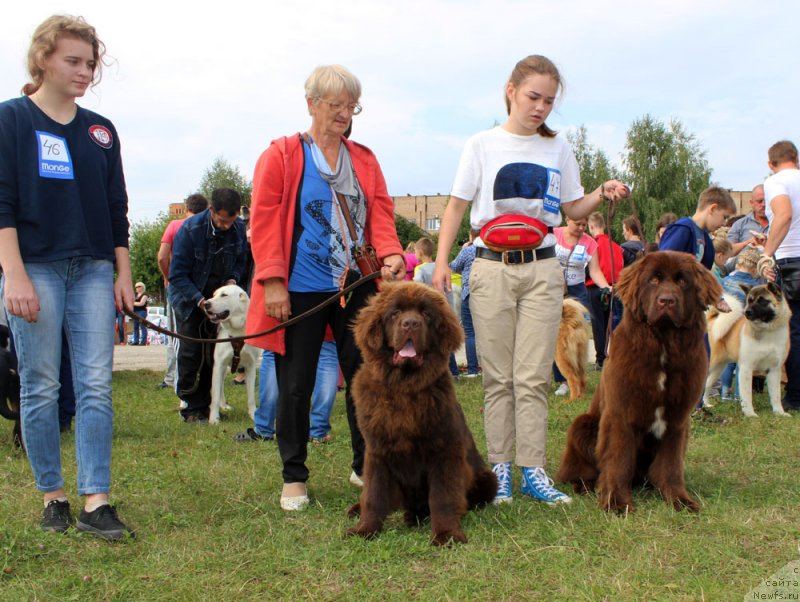 Фото: ньюфаундленд Braunblad MSK Nyetti Myey (Браунблад МСК Нэтти Мэй), ньюфаундленд Brownblood MSK Audi Red Less (Браунблад МСК Ауди Рэд Лэсс), Mariya SHmeleva (Мария Шмелева)