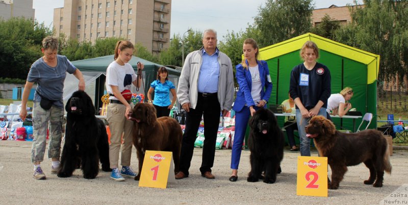 Фото: ньюфаундленд Bridge Over Troubled River (Бридж Овер Траблд Ривер), Ekaterina Kuznecova (Екатерина Кузнецова), ньюфаундленд Brownblood MSK Audi Red Less (Браунблад МСК Ауди Рэд Лэсс), Mariya SHmeleva (Мария Шмелева), ньюфаундленд Dynastic Branch Yandex Hapiness (Династик Брэнч Яндекс Хапинесс), YEleonora Veselova (Элеонора Веселова), ньюфаундленд Braunblad MSK Nyetti Myey (Браунблад МСК Нэтти Мэй)
