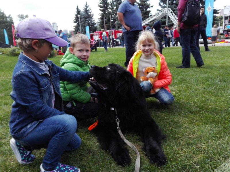 Фото: ньюфаундленд Chernyj Chank s Berega Dona (Черный Чанк с Берега Дона)