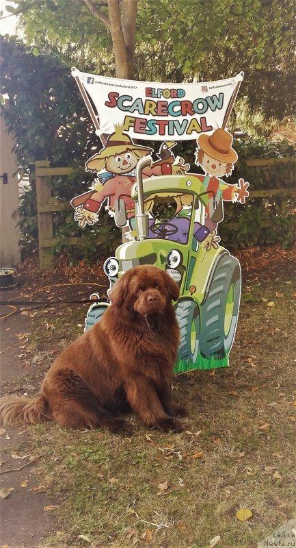 Фото: ньюфаундленд Nobl King May Lord Simba (Нобл Кинг Май Лорд Симба)