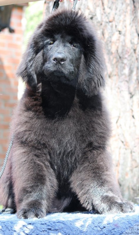 Фото: ньюфаундленд Super Premium YElita (Супер Премиум Элита)