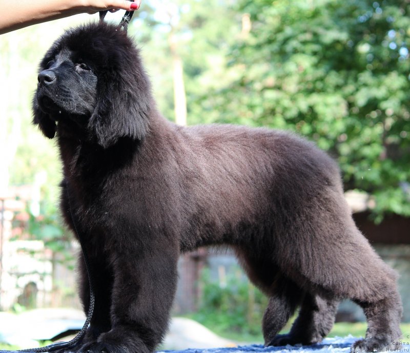 Фото: ньюфаундленд Super Premium YElita (Супер Премиум Элита)