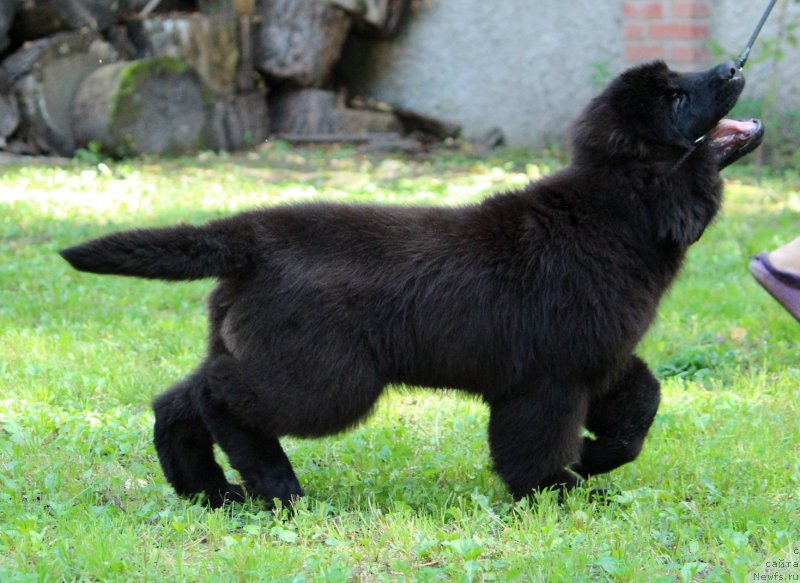 Фото: ньюфаундленд Super Premium YElita (Супер Премиум Элита)