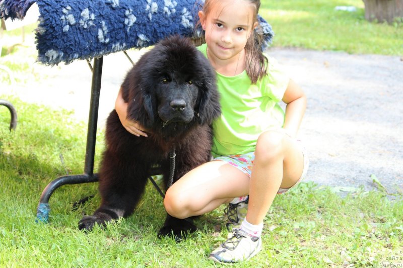 Фото: ньюфаундленд Super Premium YElita (Супер Премиум Элита)