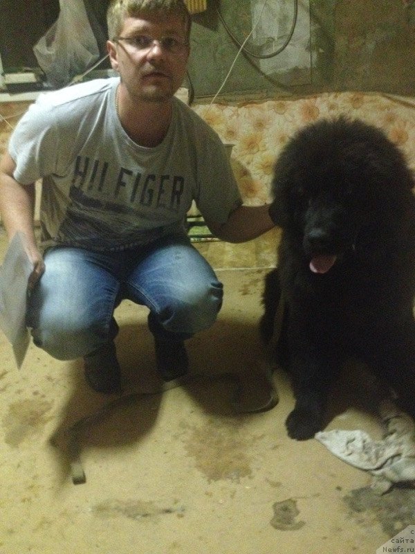 Фото: ньюфаундленд Irada Slavnaya Doch' Matveya (Ирада Славная Дочь Матвея)