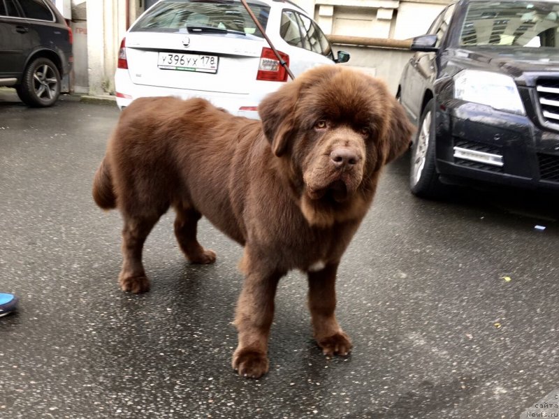 Фото: ньюфаундленд Brownblood MSK Larchie Ardon (Браунблад МСК Ларчи Ардон)