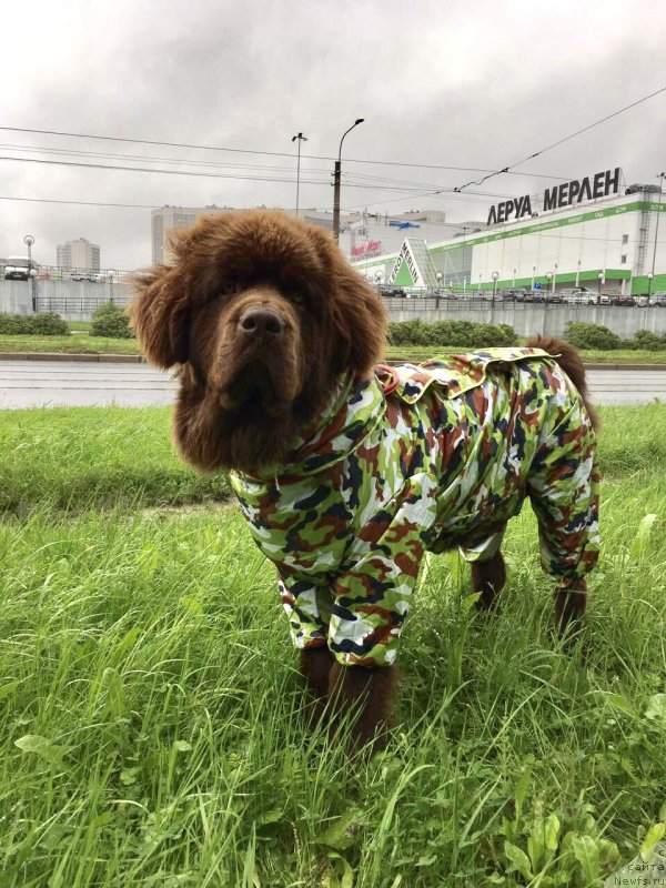 Фото: ньюфаундленд Brownblood MSK Larchie Ardon (Браунблад МСК Ларчи Ардон)