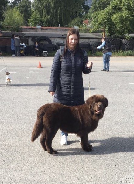 Фото: ньюфаундленд Brownblood MSK Larchie Ardon (Браунблад МСК Ларчи Ардон)