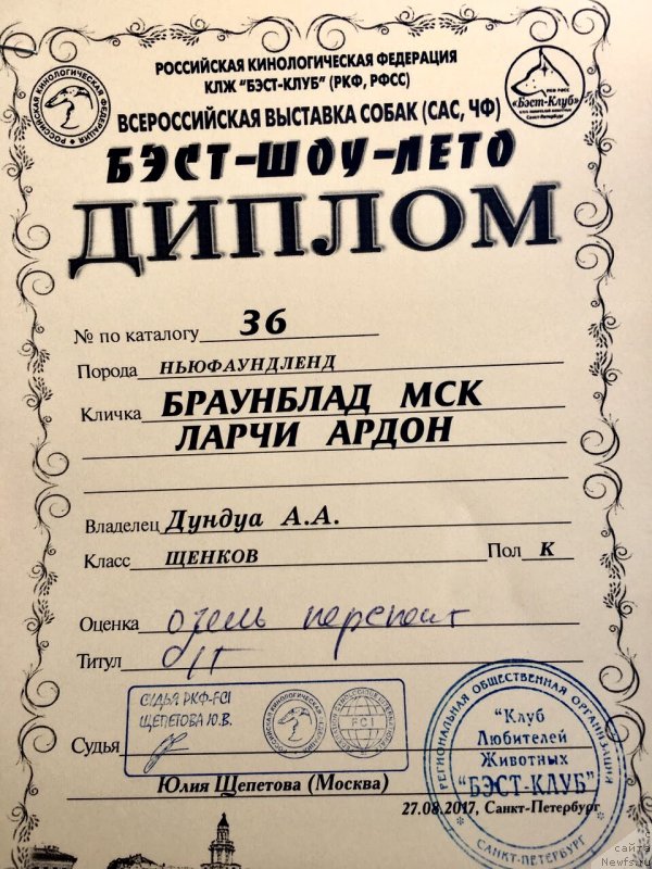 Фото: ньюфаундленд Brownblood MSK Larchie Ardon (Браунблад МСК Ларчи Ардон)