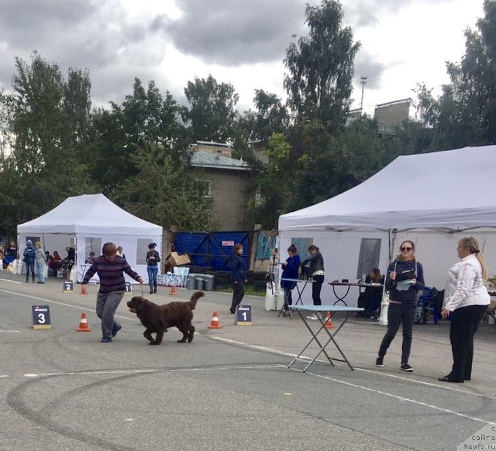 Фото: ньюфаундленд Brownblood MSK Larchie Ardon (Браунблад МСК Ларчи Ардон)