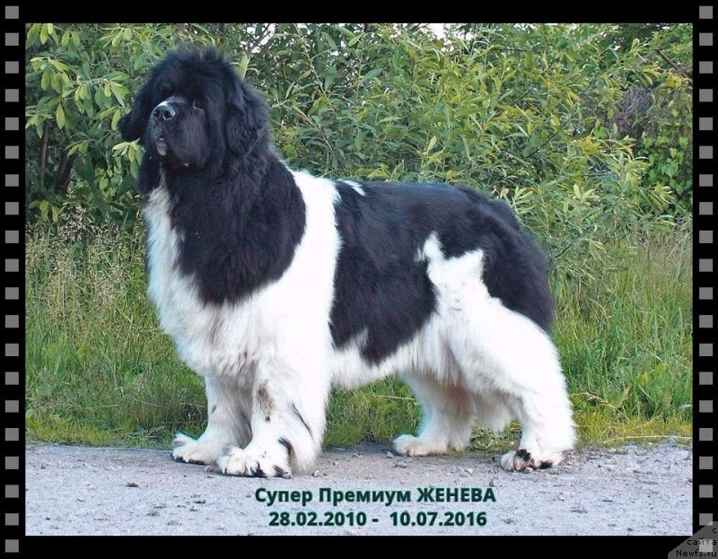 Фото: ньюфаундленд Super Premium Zheneva (Супер Премиум Женева)