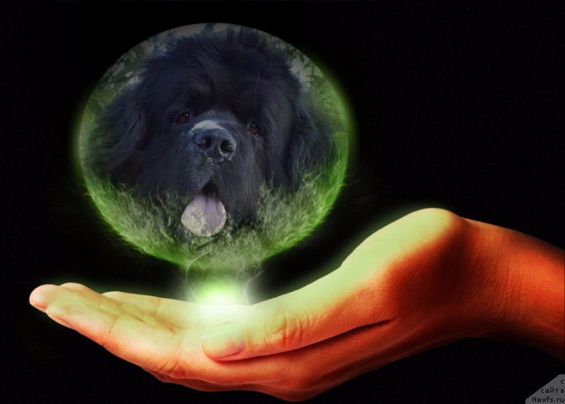 Фото: ньюфаундленд Super Premium Zheneva (Супер Премиум Женева)