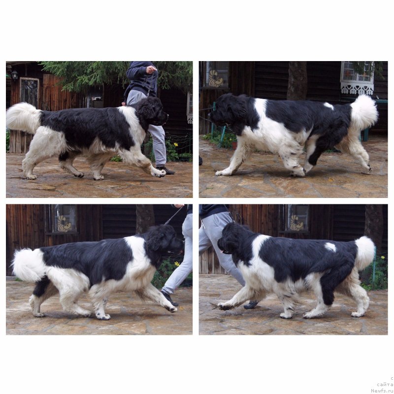 Фото: ньюфаундленд Super Bizon Matil'da (Супер Бизон Матильда)