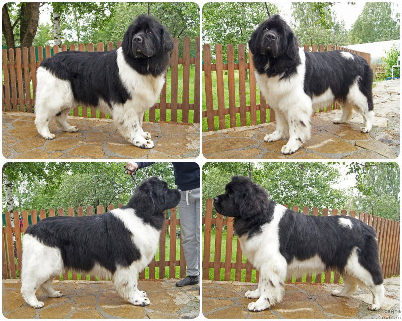 Фото: ньюфаундленд Super Bizon Matil'da (Супер Бизон Матильда)