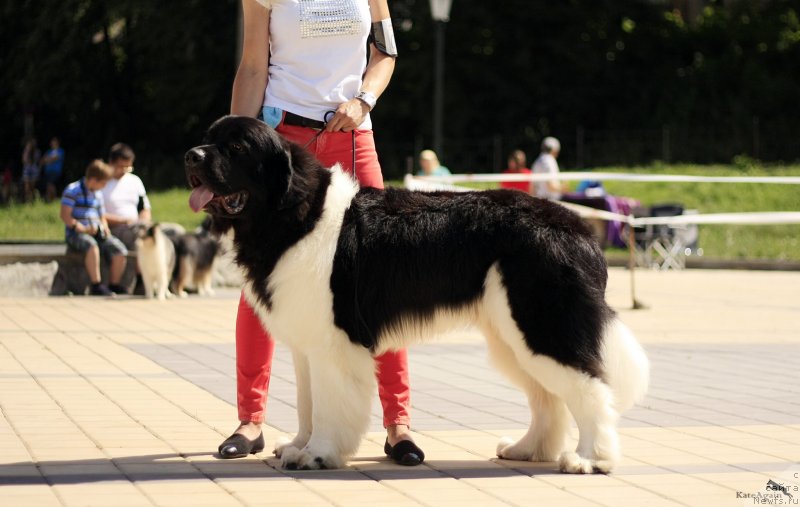 Фотография № 228972