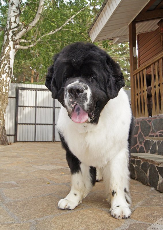 Фото: ньюфаундленд Super Bizon Mursielaga (Супер Бизон Мурсиелага)