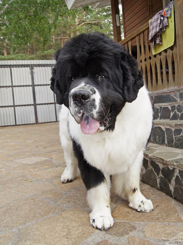 Фотография № 228979