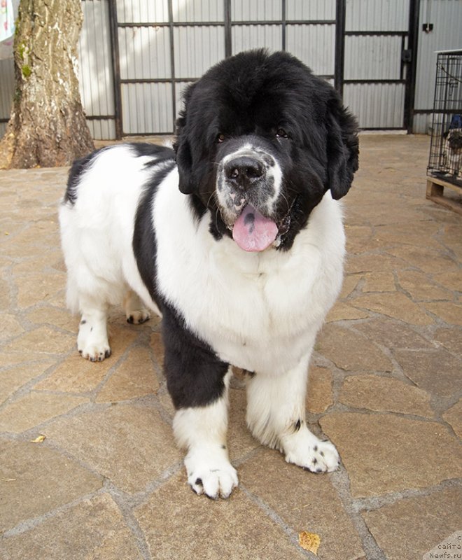 Фото: ньюфаундленд Super Bizon Mursielaga (Супер Бизон Мурсиелага)