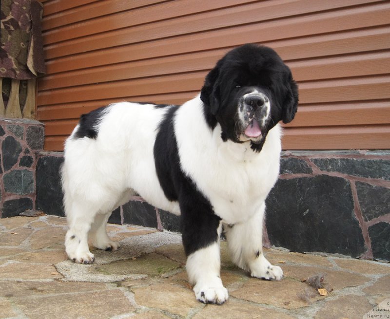 Фотография № 228982