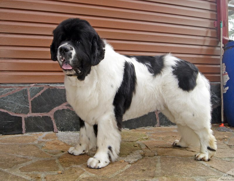 Фото: ньюфаундленд Super Bizon Mursielaga (Супер Бизон Мурсиелага)