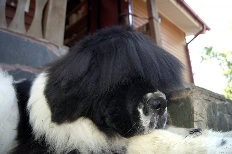 Фото: ньюфаундленд Super Bizon Mursielaga (Супер Бизон Мурсиелага)