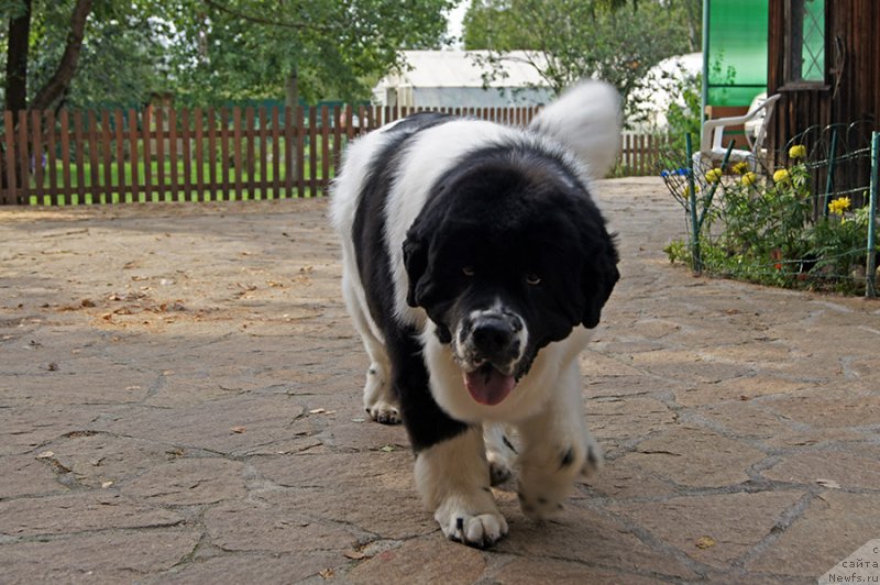 Фотография № 228989