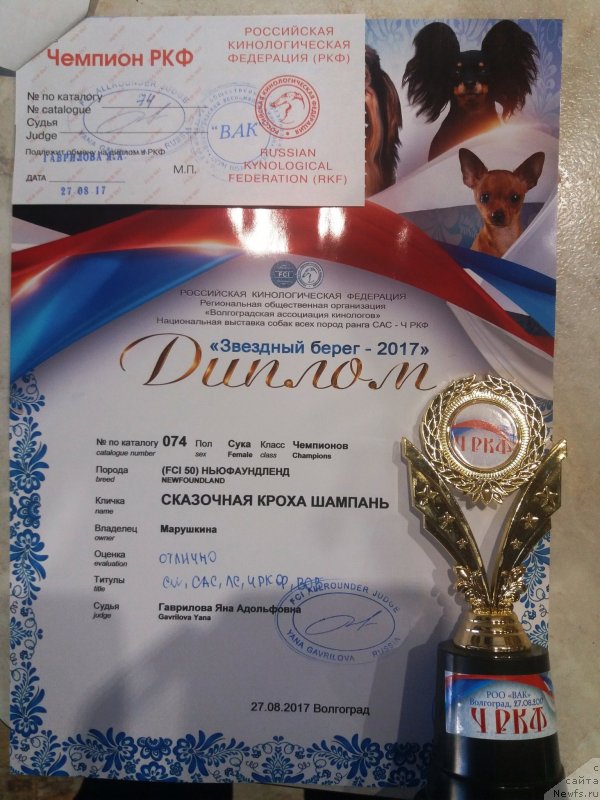 Фото: ньюфаундленд Skazochnaya Kroha SHampan' (Сказочная Кроха Шампань)