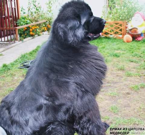 Фото: ньюфаундленд Ermak iz Carstva Medvedey (Ермак из Царства Медведей)