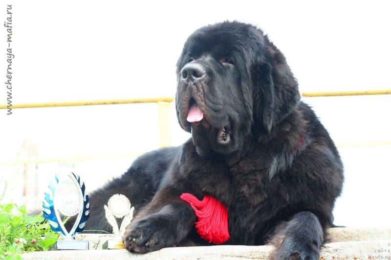 Фото: ньюфаундленд Chernaya Mafia Blues In The Night (Черная Мафия Блуес Ин Тхе Нигхт)