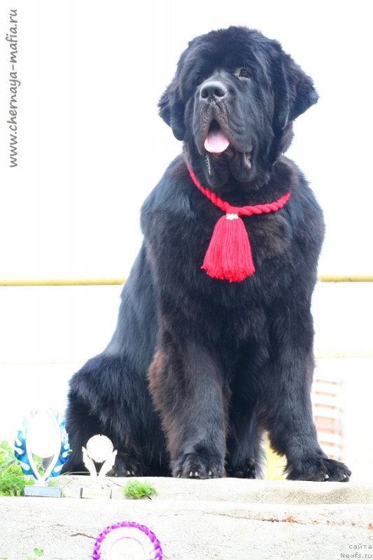 Фотография № 228998