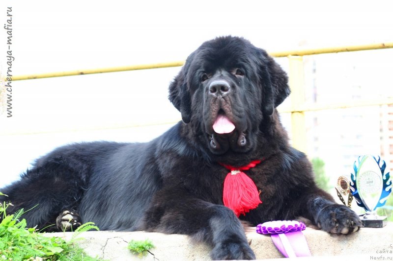 Фотография № 229002