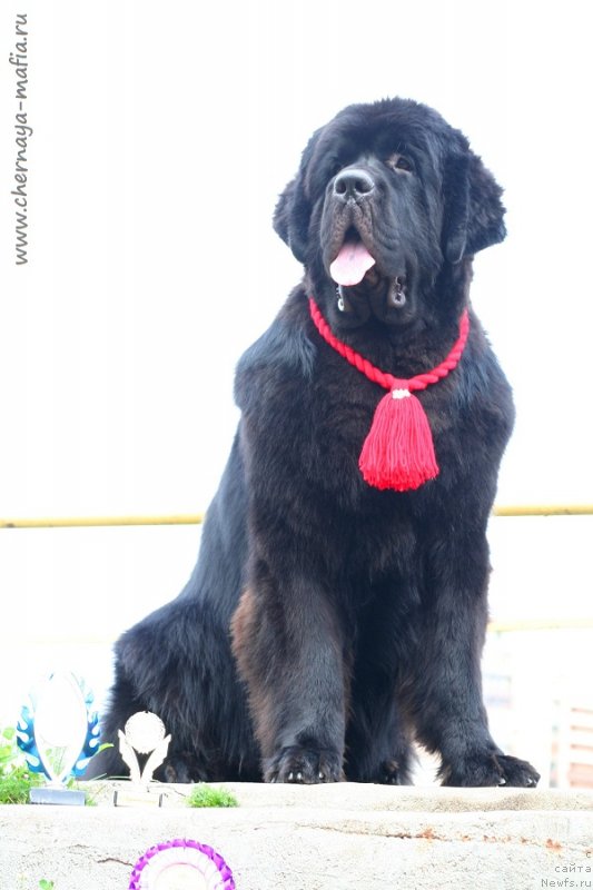 Фото: ньюфаундленд Chernaya Mafia Blues In The Night (Черная Мафия Блуес Ин Тхе Нигхт)