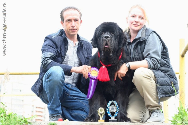 Фото: ньюфаундленд Chernaya Mafia Blues In The Night (Черная Мафия Блуес Ин Тхе Нигхт)