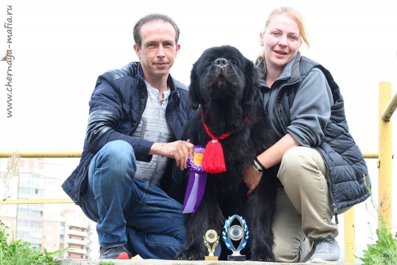 Фото: ньюфаундленд Chernaya Mafia Blues In The Night (Черная Мафия Блуес Ин Тхе Нигхт)