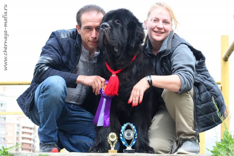 Фото: ньюфаундленд Chernaya Mafia Blues In The Night (Черная Мафия Блуес Ин Тхе Нигхт)