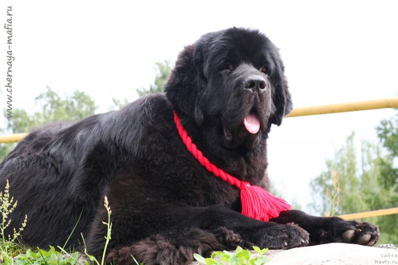 Фото: ньюфаундленд Chernaya Mafia Because I Am Worth It (Черная Мафия Бекаусе И Ам Вортх Ит)