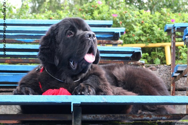 Фотография № 229016