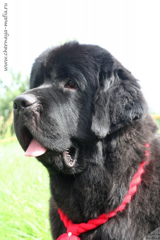 Фото: ньюфаундленд Chernaya Mafia Because I Am Worth It (Черная Мафия Бекаусе И Ам Вортх Ит)