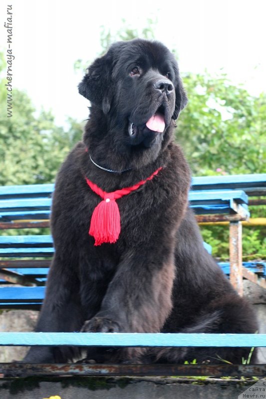 Фото: ньюфаундленд Chernaya Mafia Because I Am Worth It (Черная Мафия Бекаусе И Ам Вортх Ит)