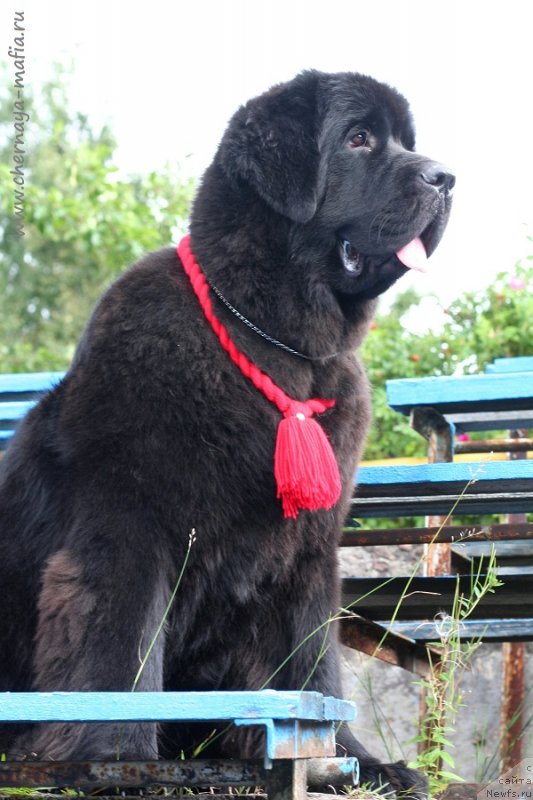 Фотография № 229020