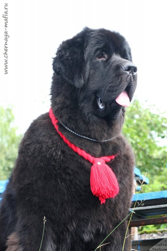 Фото: ньюфаундленд Chernaya Mafia Because I Am Worth It (Черная Мафия Бекаусе И Ам Вортх Ит)