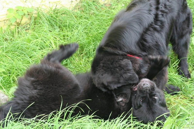 Фотография № 229023