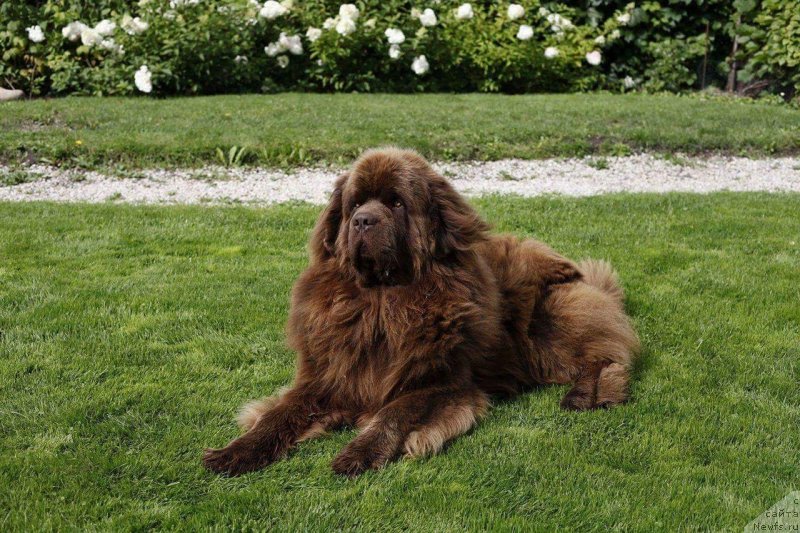 Фото: ньюфаундленд Brownblood MSK Hayes Hago (Браунблад МСК Хаиес Хаго)