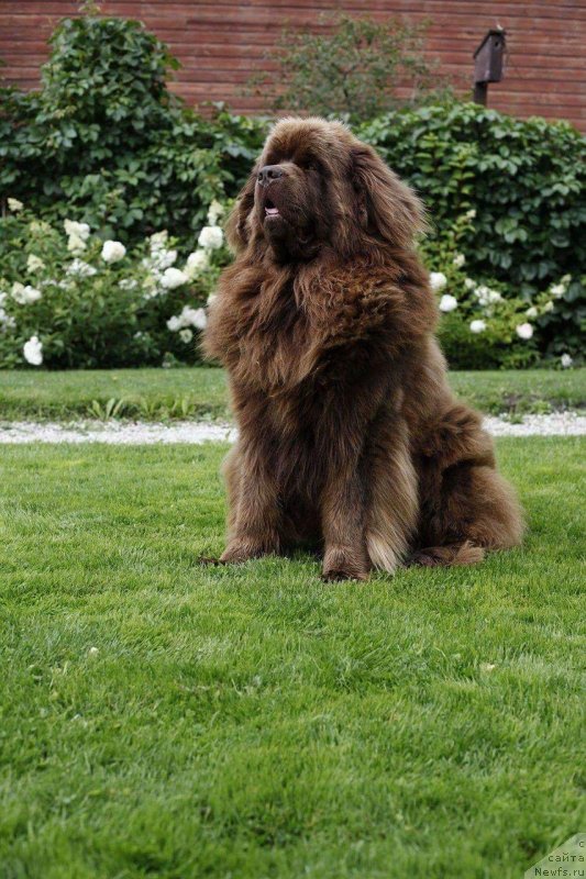 Фото: ньюфаундленд Brownblood MSK Hayes Hago (Браунблад МСК Хаиес Хаго)