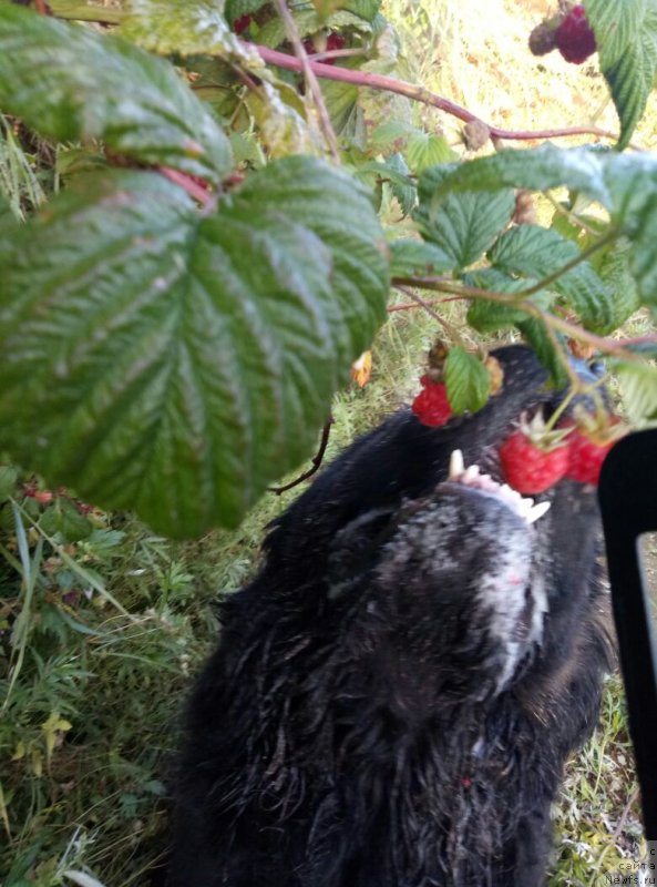 Фотография № 229027