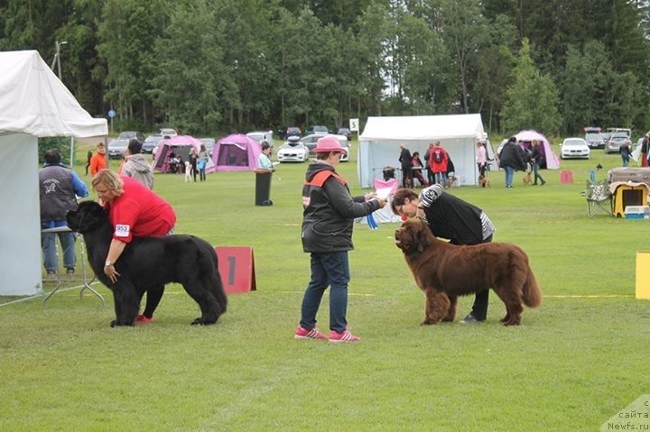 Фото: ньюфаундленд Brownblood MSK Alfa-Romeo Gold Baddy (Браунблад МСК Альфа-Ромео Голд Бадди)