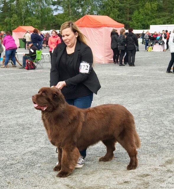 Фото: ньюфаундленд Brownblood MSK Alfa-Romeo Gold Baddy (Браунблад МСК Альфа-Ромео Голд Бадди)